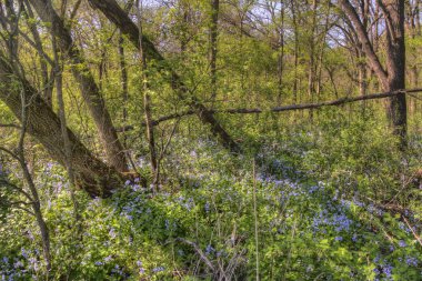 Carley State Park bir kırsal alan Rochester, Minnesota Bluebells ile kuzeybatısında geç ilkbaharda olduğunu.