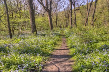 Carley State Park bir kırsal alan Rochester, Minnesota Bluebells ile kuzeybatısında geç ilkbaharda olduğunu.