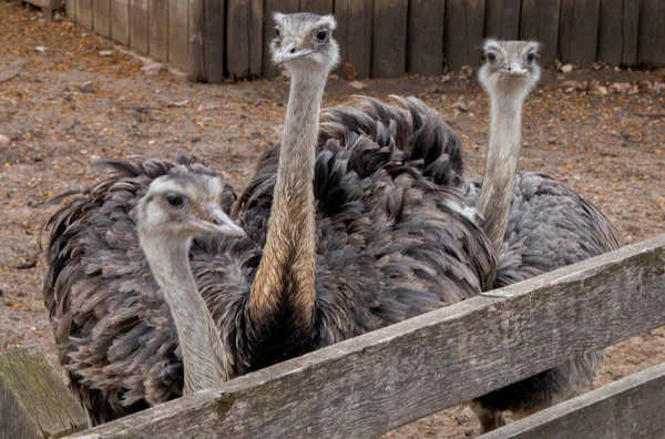 Zoo Sioux Falls Jižní Dakota Rodina Přátelské Atrakcí Pro Všechny — Stock fotografie