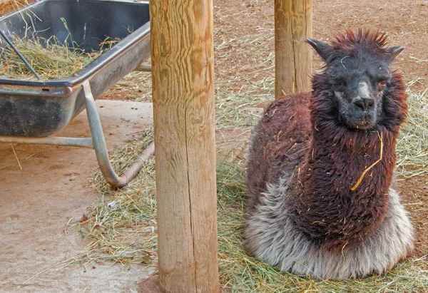 Dierentuin Sioux Falls South Dakota Een Familie Vriendelijke Attractie Voor — Stockfoto