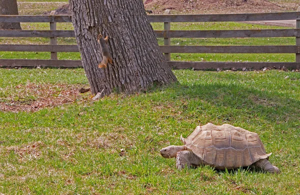 Der Zoo Sioux Falls South Dakota Ist Eine Familienfreundliche Attraktion — Stockfoto