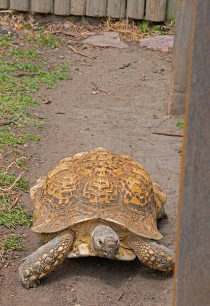 Der Zoo Sioux Falls South Dakota Ist Eine Familienfreundliche Attraktion — Stockfoto