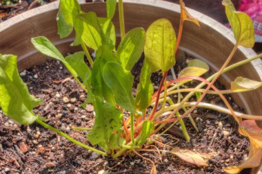 Duluth, Minnesota'da büyüyen kısa yaz aylarında bitkiler büyümek