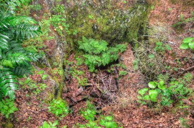 Historic Site Voyageurs Milli Parkı'nda Kuzey Minnesota'da küçük Amerikan adadır