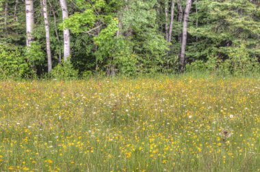 Üstün Ulusal Orman Minnesota 'dadır.