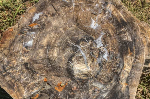 Versteinertes Fossiles Holz Den Badlands Von South Dakota Gefunden — Stockfoto