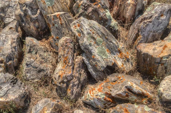 Versteinertes Fossiles Holz Den Badlands Von South Dakota Gefunden — Stockfoto