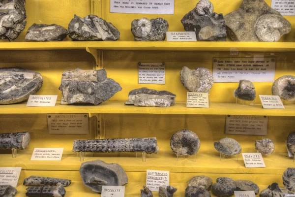 Güney Dakota Çorak Toprakları Nda Çeşitli Fosiller Bulundu — Stok fotoğraf