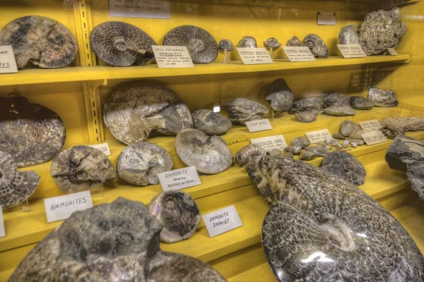 在南达科他州荒地发现的各种化石 — 图库照片