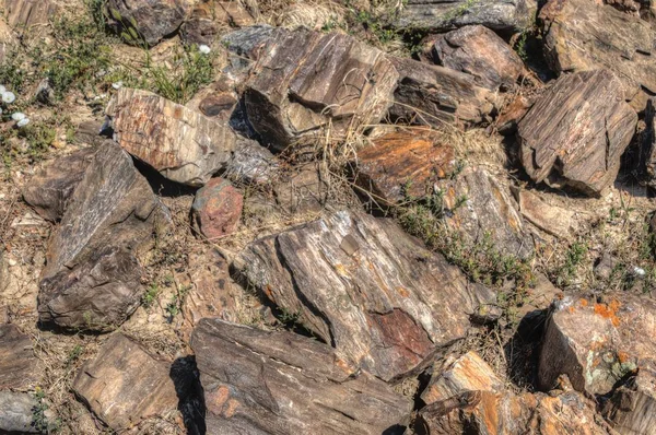 Versteinertes Fossiles Holz Den Badlands Von South Dakota Gefunden — Stockfoto