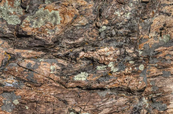 Versteinertes Fossiles Holz Den Badlands Von South Dakota Gefunden — Stockfoto