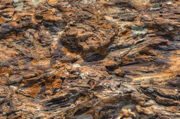 Petrified Fossil Wood Found Badlands South Dakota — Stock Photo, Image