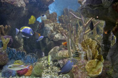 Boston Akvaryumu 'nda çok çeşitli balık, hayvan ve mercanlar bulunur.