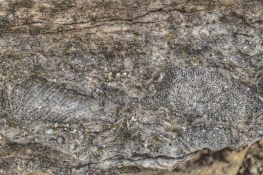 Devonian Fosil Vadisi Iowa 'nın kuzeyinde yer almaktadır.