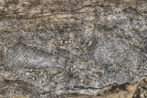 Devonian Fosil Vadisi Iowa 'nın kuzeyinde yer almaktadır.