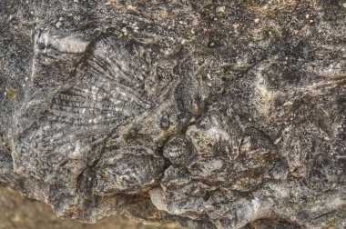 Devonian Fosil Vadisi Iowa 'nın kuzeyinde yer almaktadır.