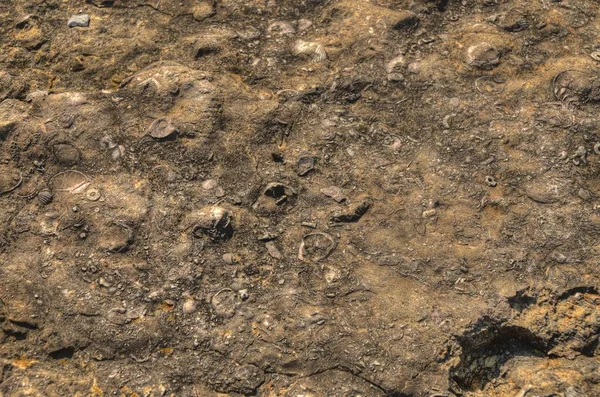 泥盆纪化石峡谷位于爱荷华市北部 — 图库照片