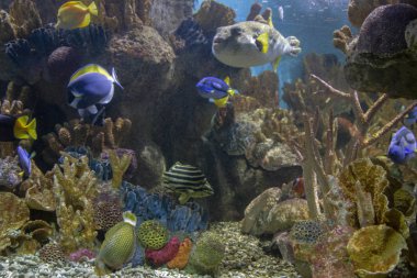 Boston Akvaryumu 'nda çok çeşitli balık, hayvan ve mercanlar bulunur.