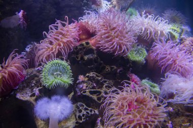 Boston Akvaryumu 'nda çok çeşitli balık, hayvan ve mercanlar bulunur.