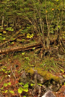 Sınır Suları Kano Vahşi Doğa Bölgesi Kuzey Minnesota 'da bir Doğal Mücevherdir.