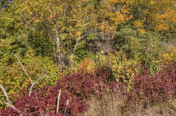 Národní Park Isle Royale Izolovaný Ostrov Jezeře Superior Mezi Minnesotou — Stock fotografie