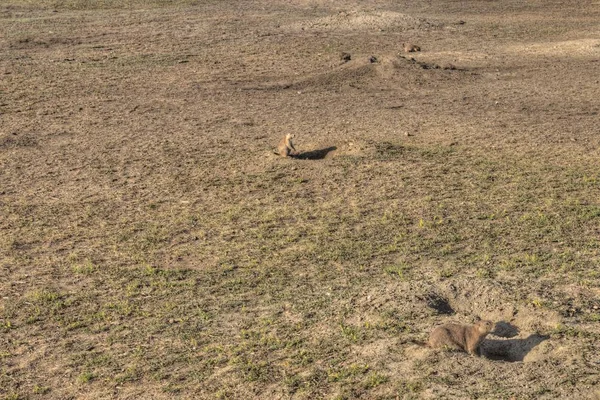 Parc National Theodore Roosevelt Trouve Dans Ouest Dakota Nord — Photo