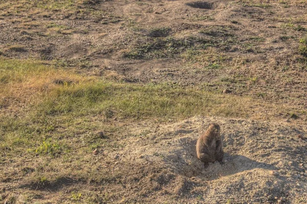 Theodore Roosevelt Nationalpark Liegt Westen Von North Dakota — Stockfoto