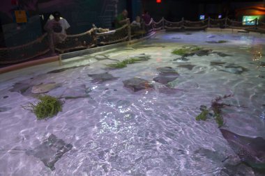 Minnesota 'nın ikiz şehirlerinde akvaryum cazibesi