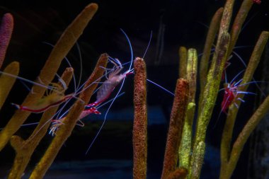 Minnesota 'nın ikiz şehirlerinde akvaryum cazibesi