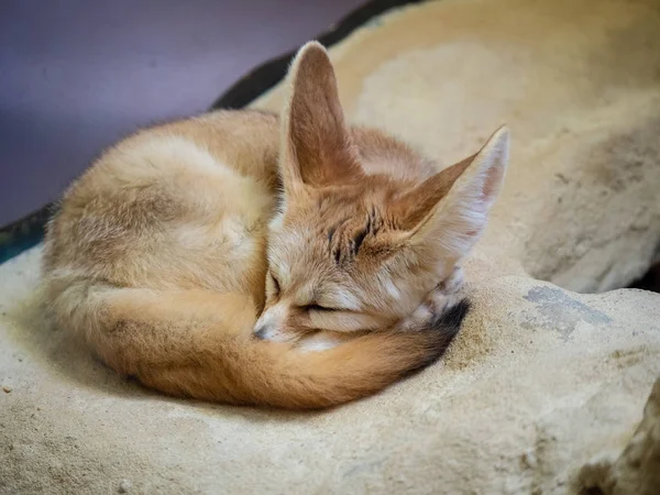 Fennec fox vulpes zerda мирно спит в свернутом положении — стоковое фото