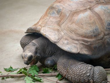 Aldabra kaplumbağa geochelone kızgözü bir dal ve yaprakları bir ısırık alır 