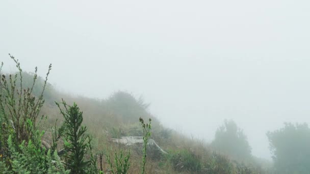 Ομίχλη τροχαίο και αποκρύπτοντας θέα χορτώδους, λόφο προσγειώνεται περιοχή της φύσης — Αρχείο Βίντεο
