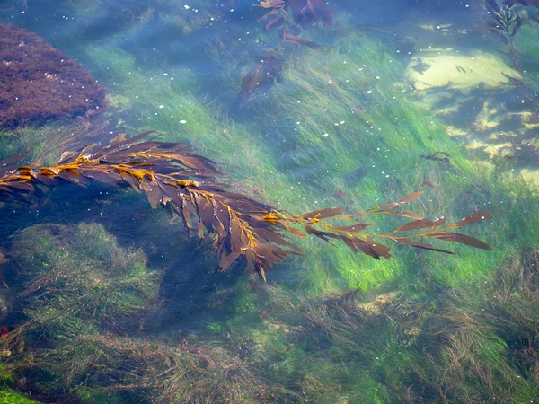 Algas marinhas e marinhas em águas límpidas em ambiente tropical — Fotografia de Stock
