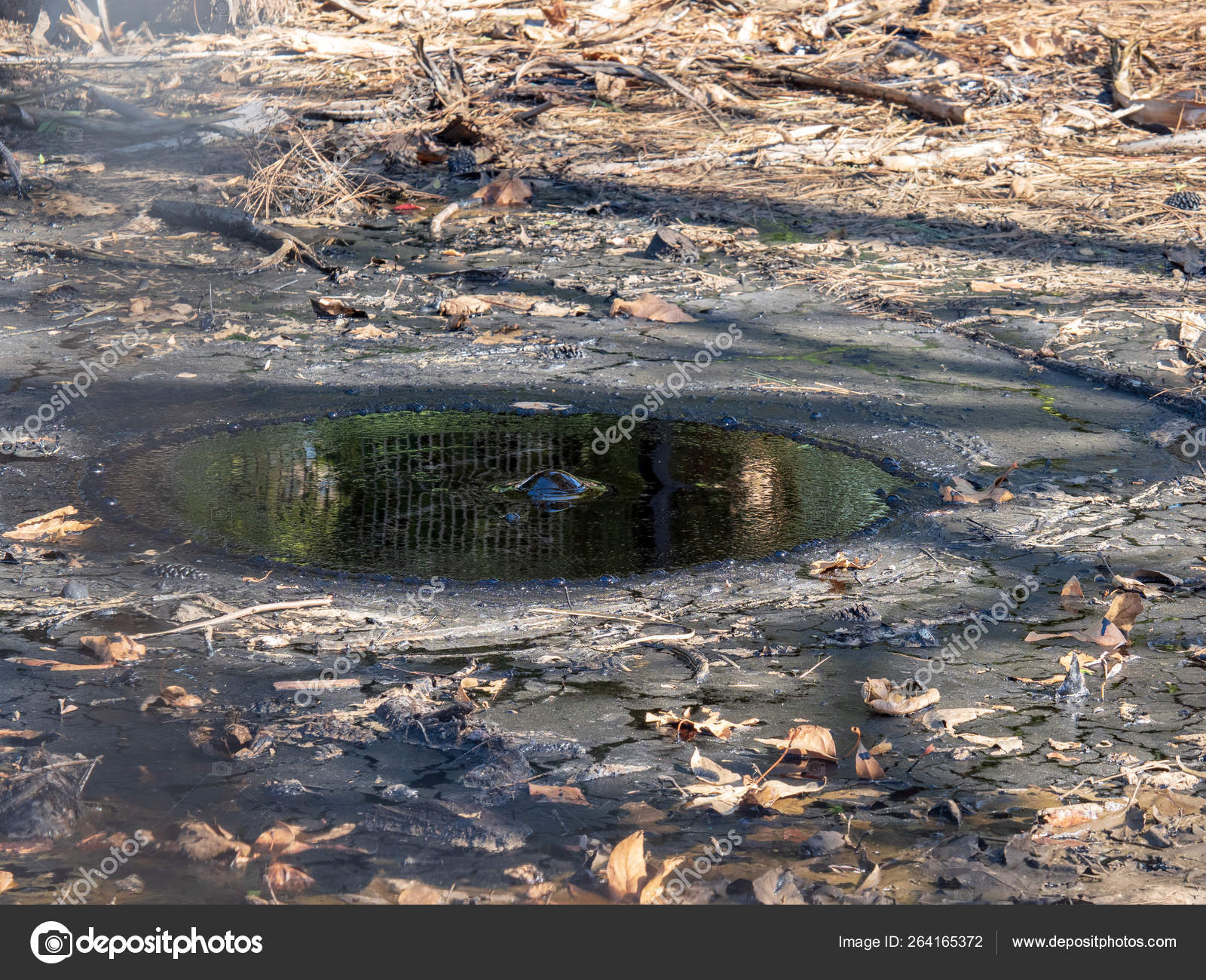 Tar pit 스톡 사진, 로열티-프리 Tar pit 이미지 | DepositPhotos, image size:1600x1300