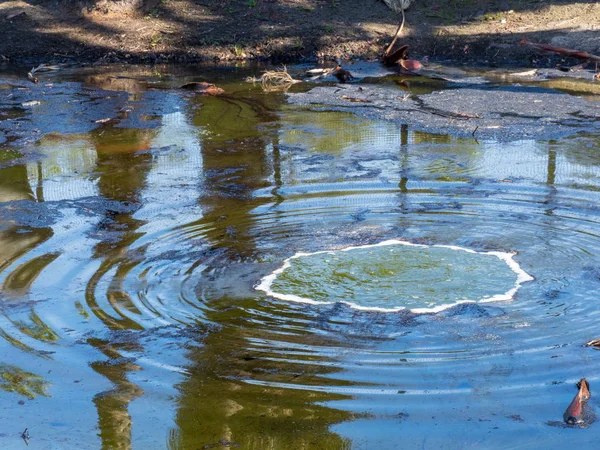 Laca suja contaminada borbulhando de gases abaixo da superfície — Fotografia de Stock