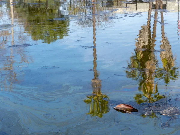 Corpo tropical de água com reflexão de palmeiras poluídas com óleo — Fotografia de Stock
