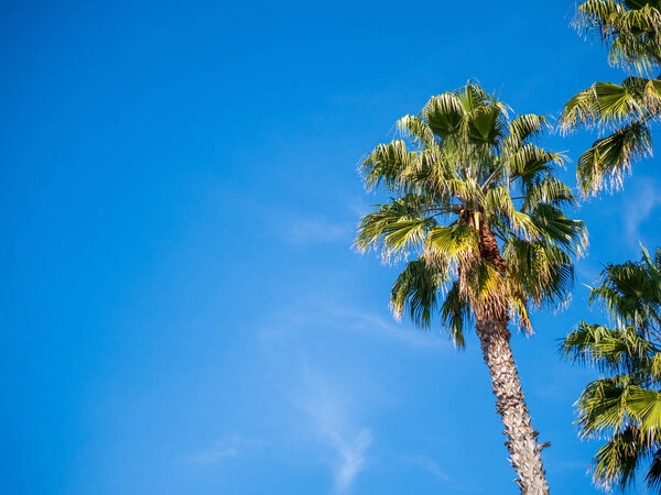Пальмовое дерево высоко в небе в голубой, солнечный, безоблачный день

