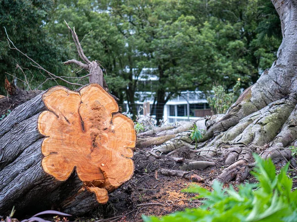 Serrado cortar árvore sentado na frente de um empreendimento habitacional apresentando desmatamento — Fotografia de Stock