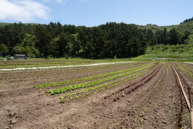 Mevsimin başlarında yaz aylarında büyüyen ekin sıraları