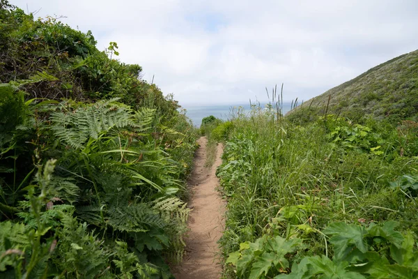 Caminho de trilha estreito rodeado por arbustos e ervas daninhas que levam à vista para o mar — Fotografia de Stock