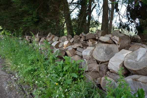 Various cut pieces of wood lumber stumps piled at wood mill