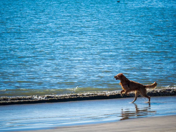 Golden retriever a punto de saltar al agua del océano jugando en la playa — Foto de Stock