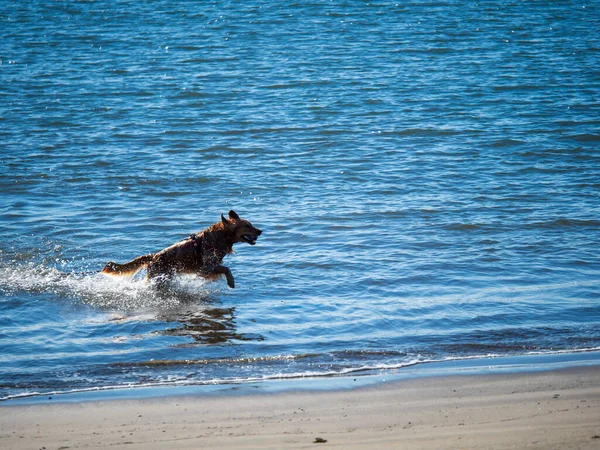 Golden retriever perro saltando del agua del océano a la playa con una pelota en la boca — Foto de Stock