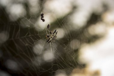 Böcekler üzerinde bir gün batımı beslemek için bir örümcek içgüdüsel rutin.