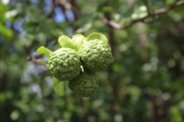 Bergamot esansı, bergamot kabile kireç ağaç ve yeşil yaprak blurerd arka plan üzerinde