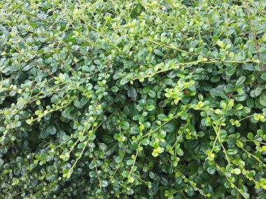 Taze yeşil arka plan küçük yaprakları