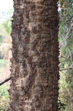 ağaç gövdesi itx ceiba ağacı veya pamuk ağacı dikenli