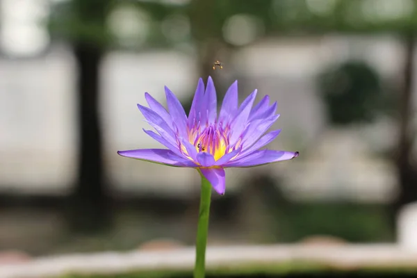 Lotus, Purple Lotus in Nature