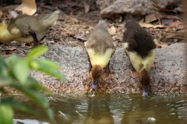 Baby Duck Lycklig Lantlig Stil — Stockfoto