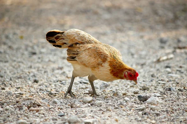 Pollo Campo Lucha Polla Gallo Tailandia — Foto de Stock